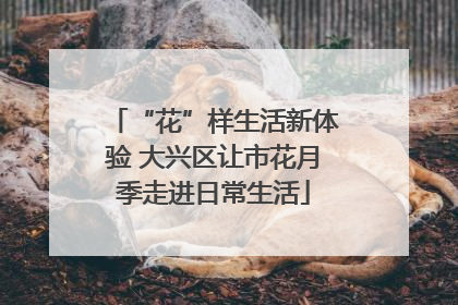 “花”样生活新体验 大兴区让市花月季走进日常生活