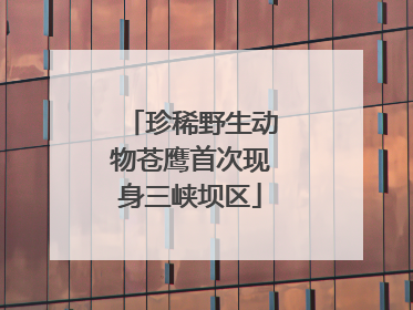 珍稀野生动物苍鹰首次现身三峡坝区
