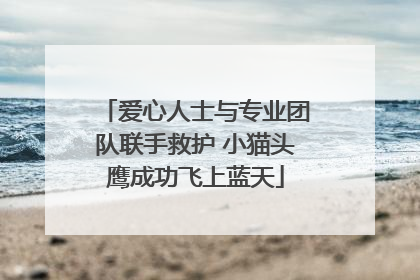 爱心人士与专业团队联手救护 小猫头鹰成功飞上蓝天