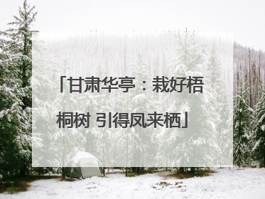 甘肃华亭：栽好梧桐树 引得凤来栖