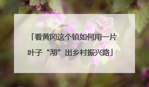 看黄冈这个镇如何用一片叶子“沏”出乡村振兴路
