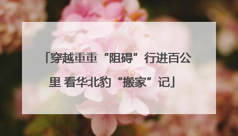 穿越重重“阻碍”行进百公里 看华北豹“搬家”记