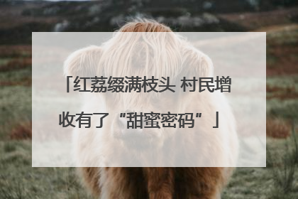 红荔缀满枝头 村民增收有了“甜蜜密码”