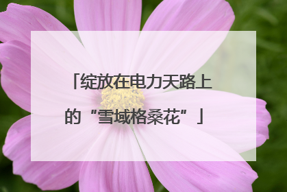 绽放在电力天路上的“雪域格桑花”