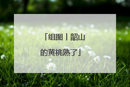 组图丨韶山的黄桃熟了