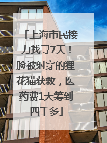上海市民接力找寻7天！脸被射穿的狸花猫获救，医药费1天筹到四千多