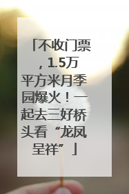不收门票，1.5万平方米月季园爆火！一起去三好桥头看“龙凤呈祥”