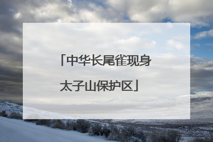 中华长尾雀现身太子山保护区
