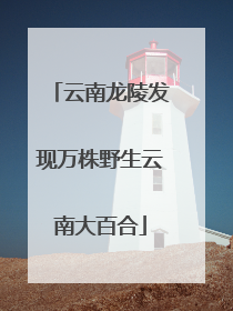 云南龙陵发现万株野生云南大百合