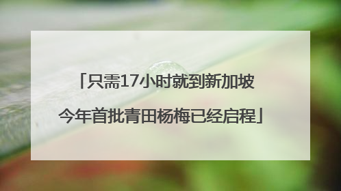 只需17小时就到新加坡 今年首批青田杨梅已经启程