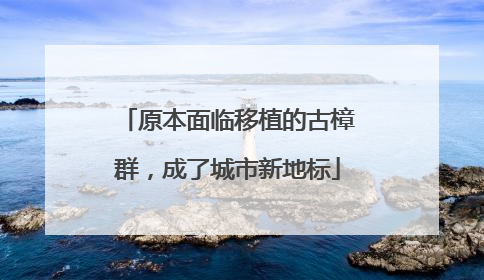 原本面临移植的古樟群，成了城市新地标