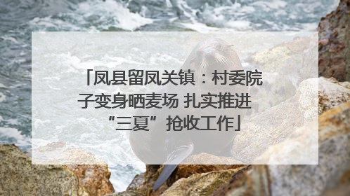 凤县留凤关镇：村委院子变身晒麦场 扎实推进“三夏”抢收工作