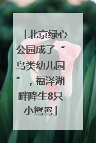 北京绿心公园成了“鸟类幼儿园”，福泽湖畔降生8只小鸳鸯