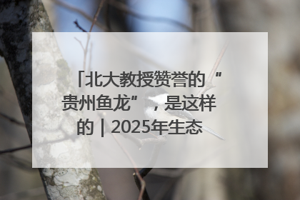 北大教授赞誉的“贵州鱼龙”，是这样的｜2025年生态文明贵阳国际论坛