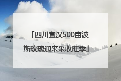 四川宣汉500亩波斯玫瑰迎来采收旺季