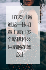 在夏日邂逅这一抹明黄！厦门多个路段和公园腊肠花盛放
