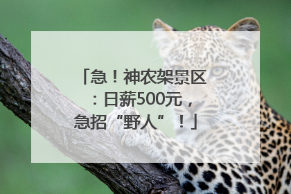 急！神农架景区：日薪500元，急招“野人”！