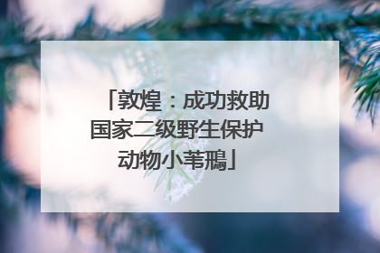 敦煌：成功救助国家二级野生保护动物小苇鳽