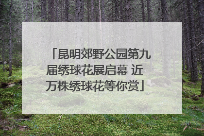 昆明郊野公园第九届绣球花展启幕 近万株绣球花等你赏