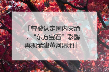 曾被认定国内灭绝，“东方宝石”彩鹮再现孟津黄河湿地
