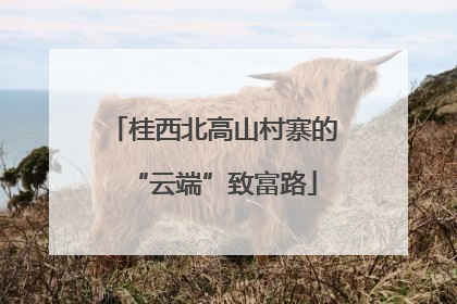 桂西北高山村寨的“云端”致富路