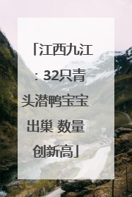 江西九江：32只青头潜鸭宝宝出巢 数量创新高