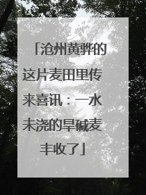 沧州黄骅的这片麦田里传来喜讯：一水未浇的旱碱麦丰收了