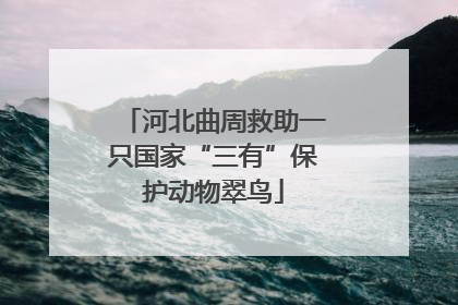 河北曲周救助一只国家“三有”保护动物翠鸟