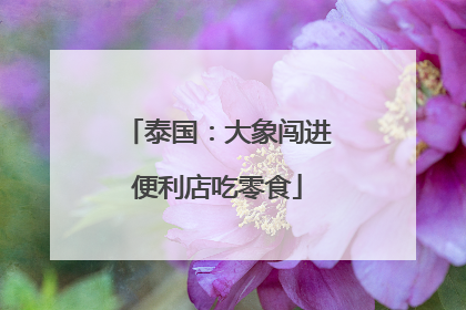 泰国：大象闯进便利店吃零食