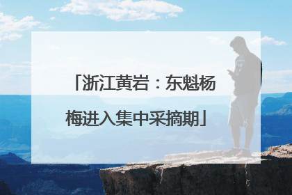 浙江黄岩：东魁杨梅进入集中采摘期
