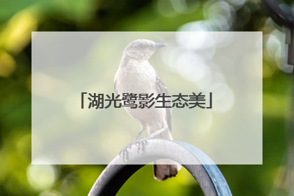 湖光鹭影生态美