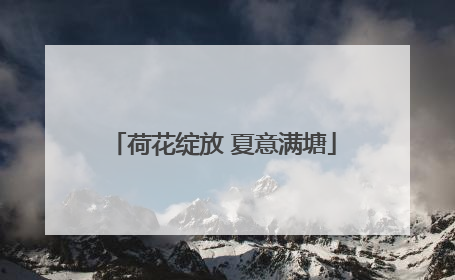 荷花绽放 夏意满塘