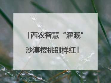 西农智慧“灌溉” 沙漠樱桃别样红