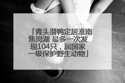 青头潜鸭定居淮南焦岗湖 最多一次发现104只，属国家一级保护野生动物
