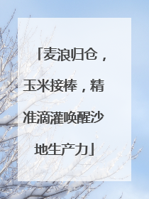 麦浪归仓，玉米接棒，精准滴灌唤醒沙地生产力