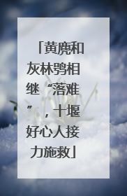 黄麂和灰林鸮相继“落难”，十堰好心人接力施救