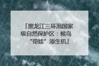 黑龙江三环泡国家级自然保护区：候鸟“带娃”添生机