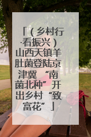 （乡村行·看振兴）山西天镇羊肚菌登陆京津冀 “南菌北种”开出乡村“致富花”